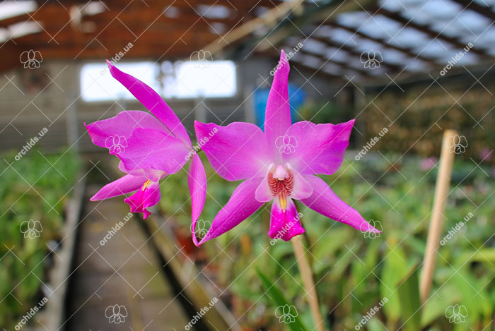 Laelia gouldiana.jpg