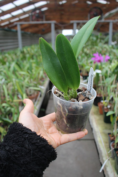 Laeliocattleya Tokyo Magic 'Hihimanu' x Cattleya lueddemanniana 'Arthur Chadwick'.jpg