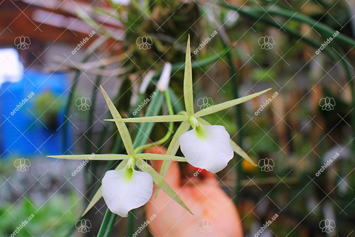 Brassavola Little Star x Laelia perrinii.jpg