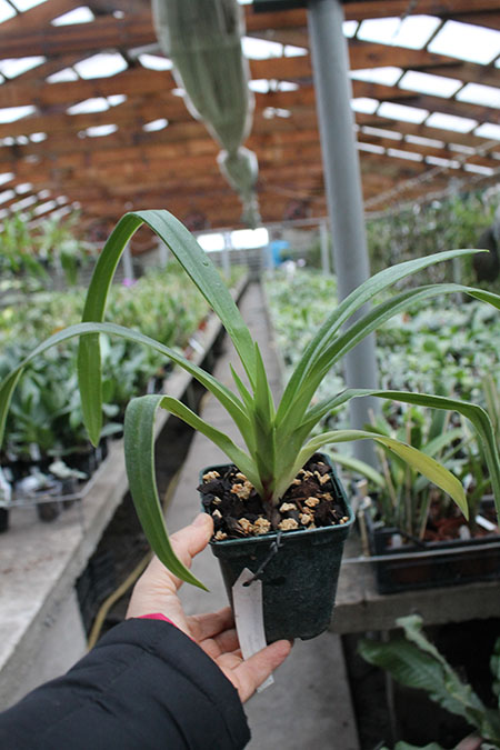 Phragmipedium Memory Dick Clements.jpg