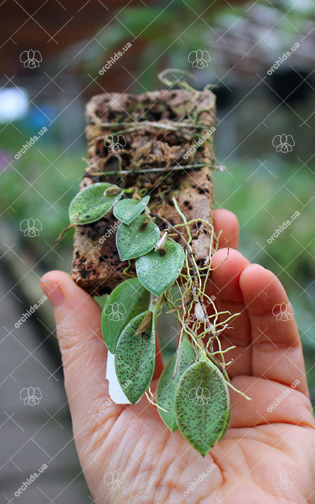 Pleurothallis dodsonii.jpg