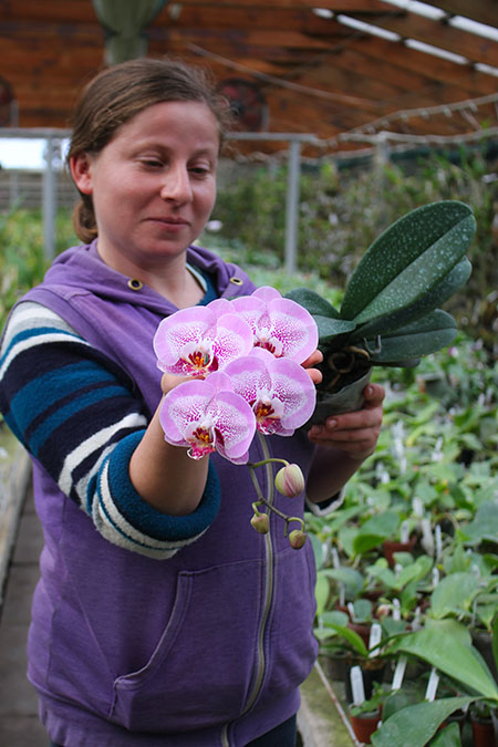 Phalaenopsis Leopard Prince.jpg