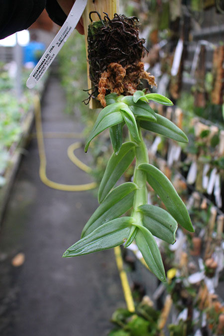 Epidendrum medusae.jpg
