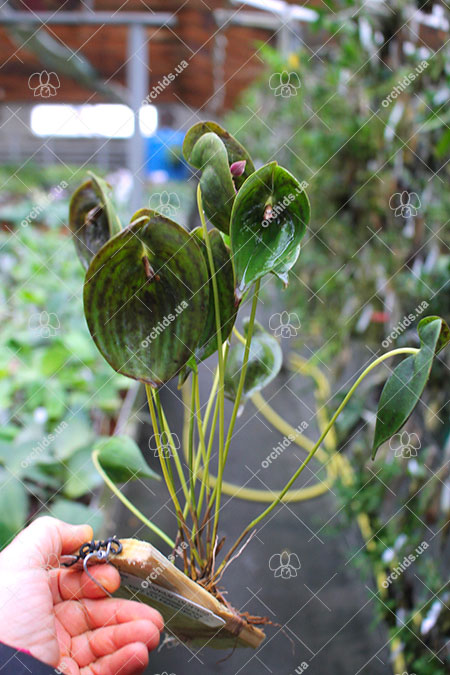 Pleurothallis cardiostola.jpg
