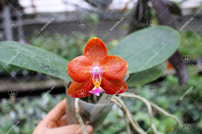 Phalaenopsis Mituo Champion King 'Yellow Star'.jpg