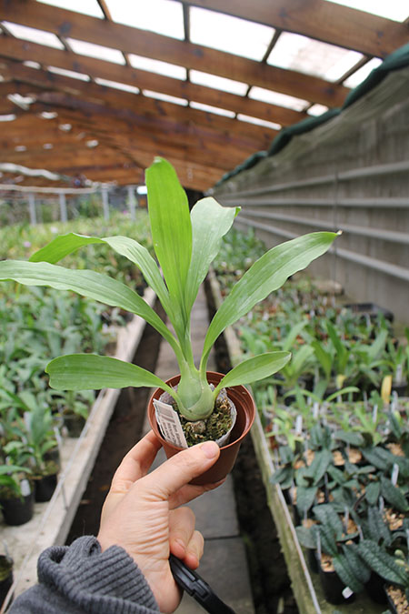 Monnierara Millenninum Magic 'Witchcraft'.jpg