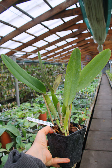Cattleya warneri escura 'Corrego D'antas' x Cattleya warneri escura integra orlata.jpg