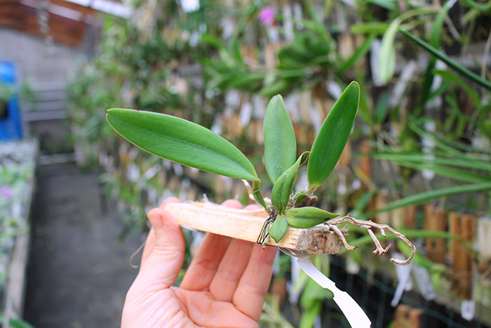 Cattleya lawrenceana coerulea 'A' x lawrenceana coerulea 'B'.jpg
