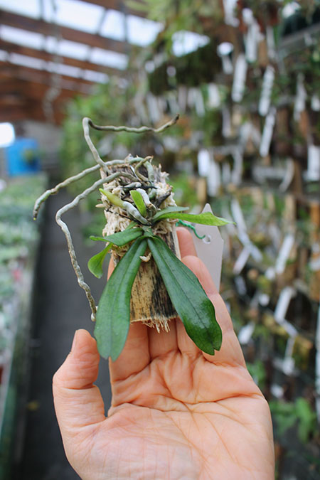 Aerangis mystacidii.jpg