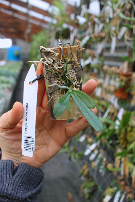 Aerangis mooreana.jpg