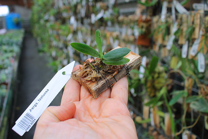 Aerangis fastuosa.jpg