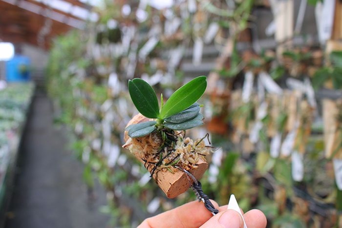 Aerangis hyaloides.jpg