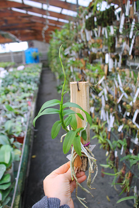 Barkeria whartoniana.jpg