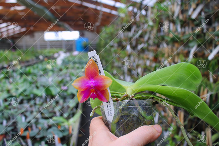 Phalaenopsis (Yin's Bellina Kaiulani x Ld's Bear Queen ) x Dragon Tree Eagle 'Red Eagle'.jpg