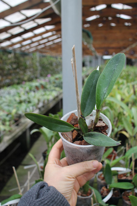 Cattleya warneri trilabelo 'EM' x warneri escura 'Belezinha'.jpg