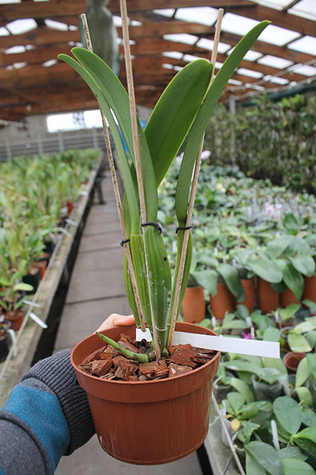 Cattleya trianae 'Waldemar Silva' x trianae lab escuro-integro 'Monte Verde'.jpg