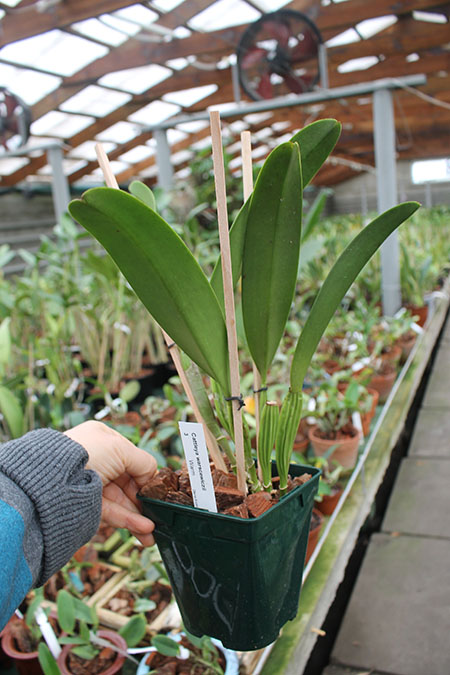 Cattleya warscewiczii.jpg