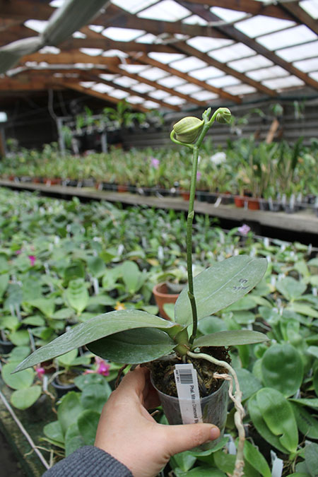 Phalaenopsis Mituo Diamond 'Big Spots'.jpg