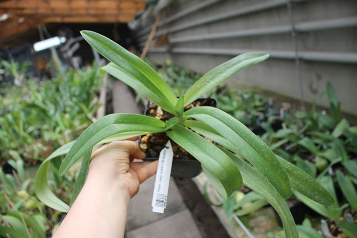 Paphiopedilum Lady Isabel x St Swithin.jpg