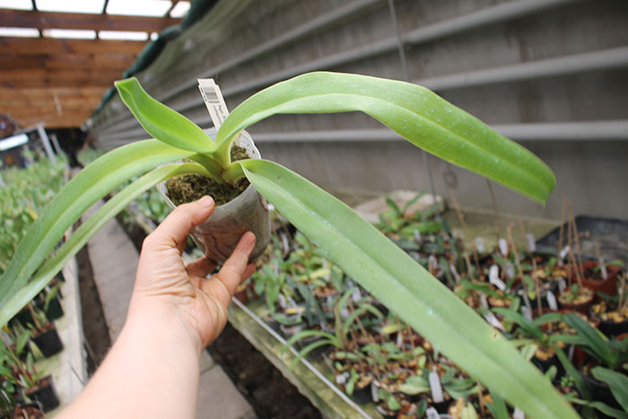 Paphiopedilum Prince Edward of York.jpg