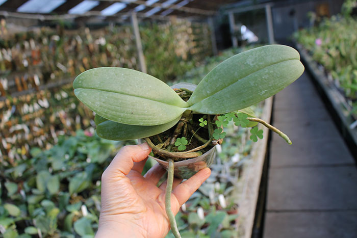 Phalaenopsis gigantea x cornu-cervi.jpg