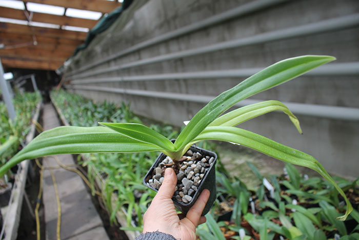Phragmipedium Living Fire.jpg