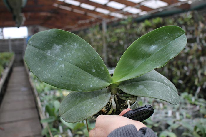 Phalaenopsis Jong's Gigan Cherry 'Prince'.jpg