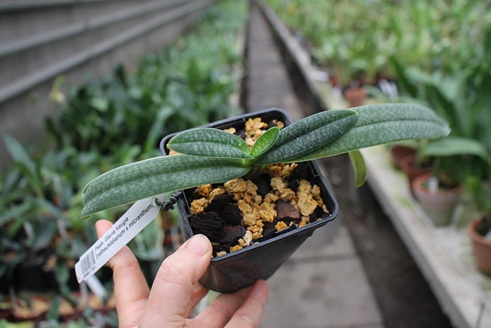 Paphiopedilum Gloria Naugle.jpg