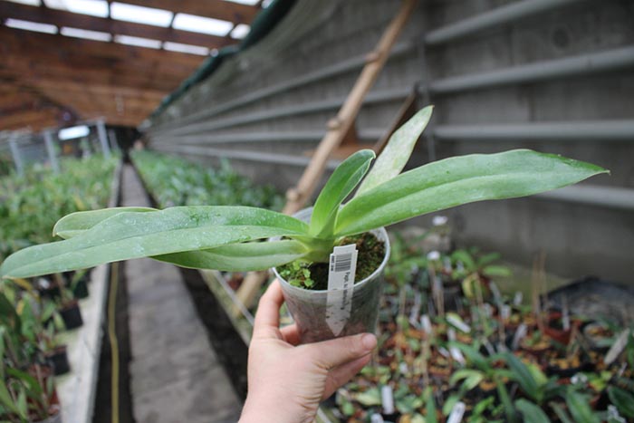 Paphiopedilum sanderianum.jpg