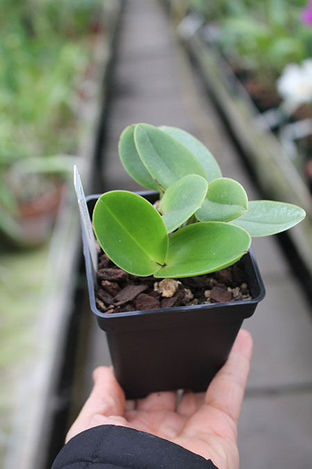 Cattleya violacea 'Crimson Glory' x walkeriana 'Morning Mist'.jpg