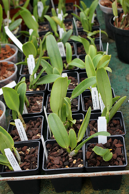 Cattleya gaskelliana coerulea 'Blue Dragon'.jpg
