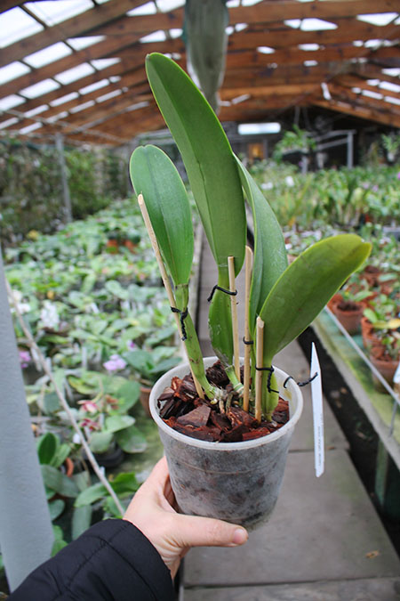 Cattleya trianae 'Elegance' x trianae OV727.jpg