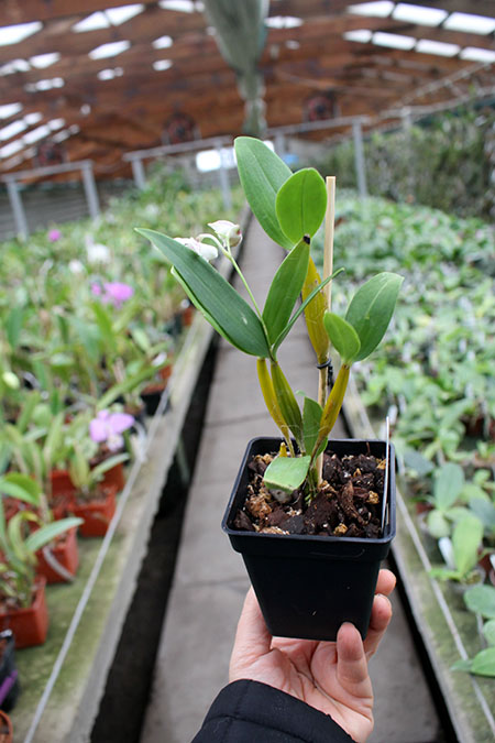 Dendrobium Maiden Charlotte x Micro Chip.jpg