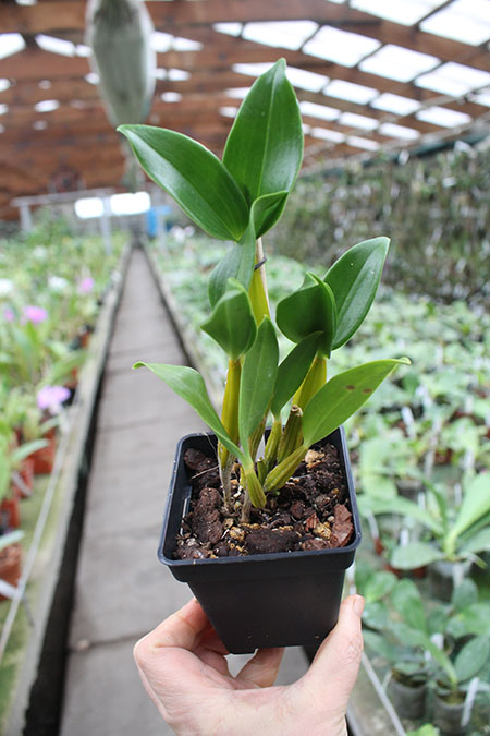 Dendrobium Micro Chip x Roy Tokunaga.jpg