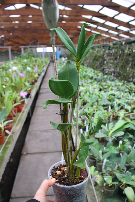 Dendrobium Bruce Gordon.jpg