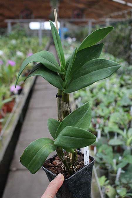 Dendrobium Micro Chip x Nida.jpg