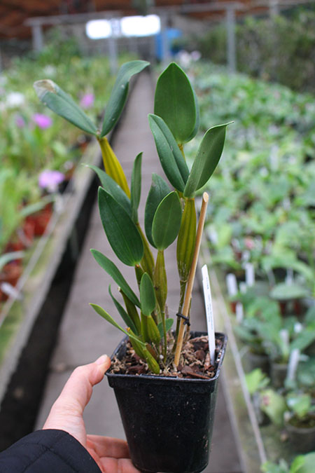 Dendrobium Mini Snowflake x Micro Chip.jpg