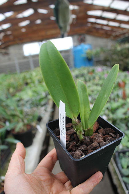 Cattleya trianae splash x coerulea.jpg