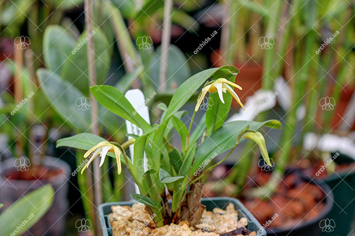 Maxillaria pseudoreichenheimiana.jpg