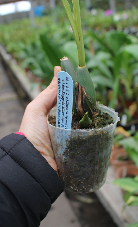 Lycaste Kibune (Kitayama 'Yellow Bird' x Mem Kageyuki Mito 'Kaiho').jpg