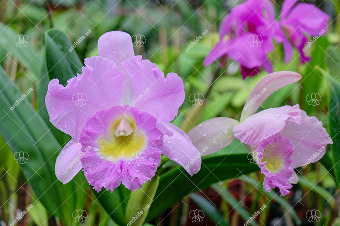 Rhynchosophrocattleya Mormilani Jewel 'Chunfong'.jpg