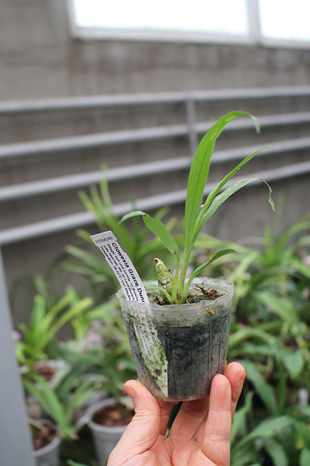 Clowesia Jumbo Grace 'Jumbo Orchids'.jpg