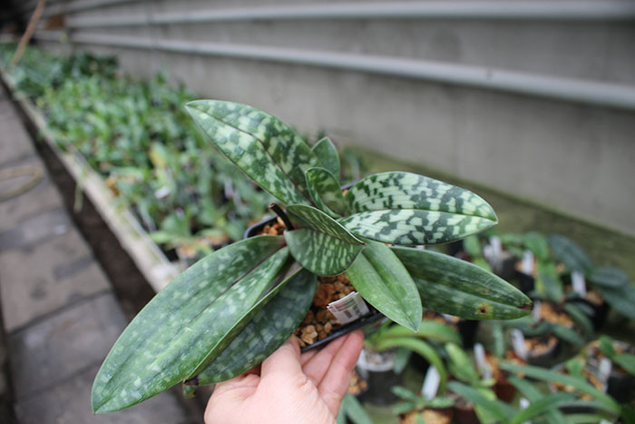 Paphiopedilum Hung Sheng Pulsar x celebensis.jpg