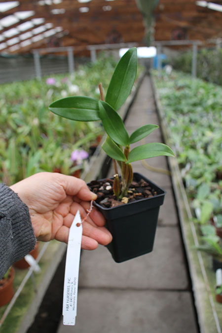 Dendrobium Roy Tokunaga.jpg