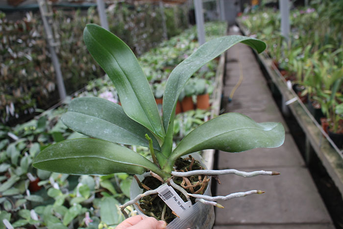 Phalaenopsis 'Ito' peloric.jpg