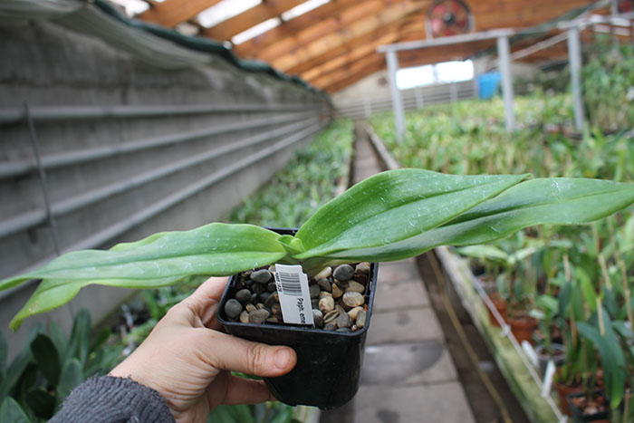 Paphiopedilum emersonii.jpg
