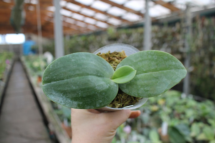 Phalaenopsis gigantea 'Meir #1'.jpg