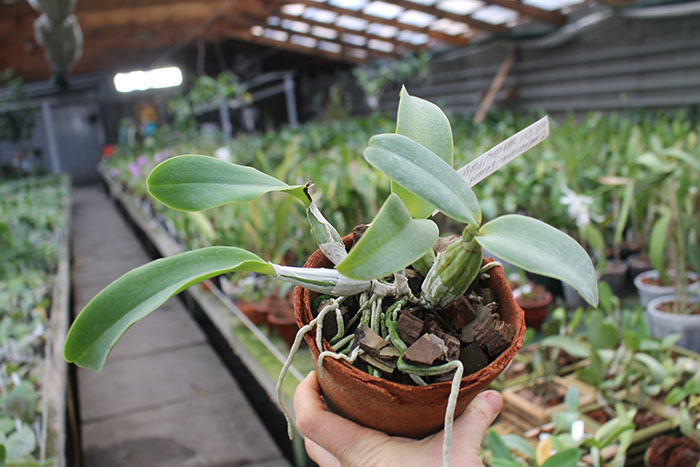 Cattleya walkeriana 'Edward' x nobilior coerulea 'Pledge'.jpg