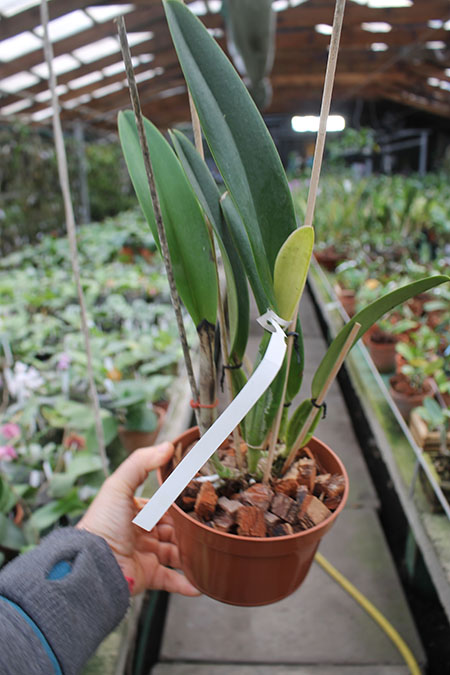 Cattleya trianae tipo 'Fine Variety' (98-8) x Cattleya trianae 'India' (10-8).jpg
