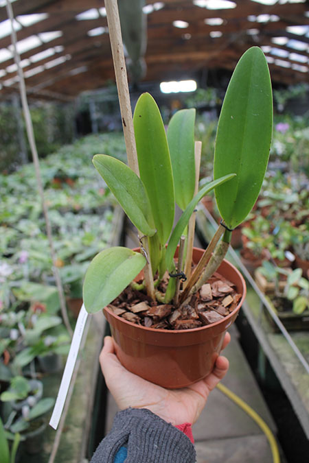 Cattleya trianae semi alba 'Rinaldi' x SELF.jpg